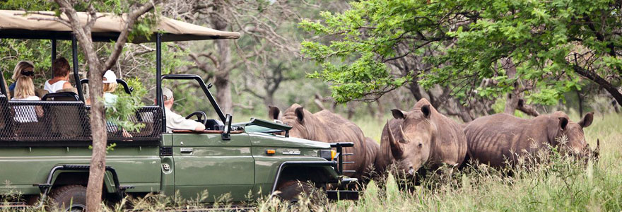 Safari en Afrique du sud