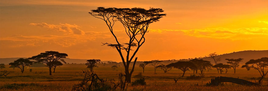 safari en Afrique du sud