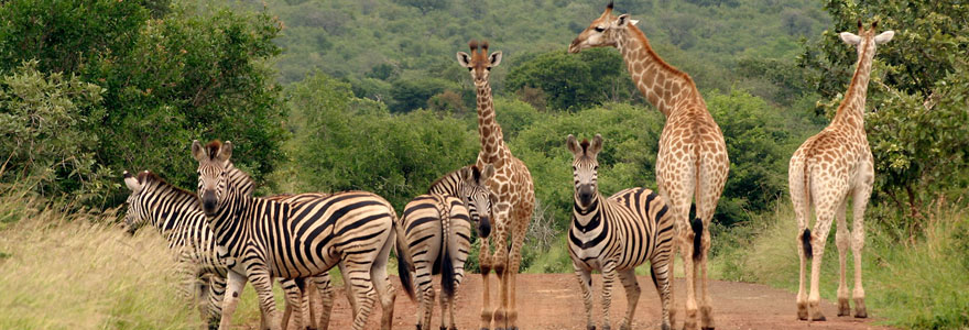 Le parc Kruger